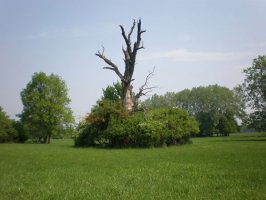 staroveky dub obora Soutok | Penzion Soutok